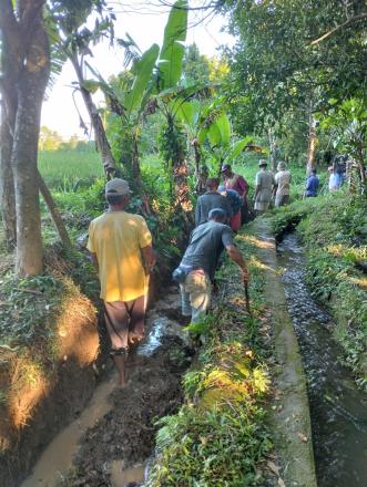Rehabilitasi Saluran Irigasi Tersier Subak Gede Desa Padangbulia